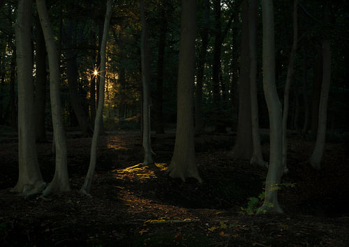 L'automne dans la forêt - Drenthe - Eelde (Pays-Bas)