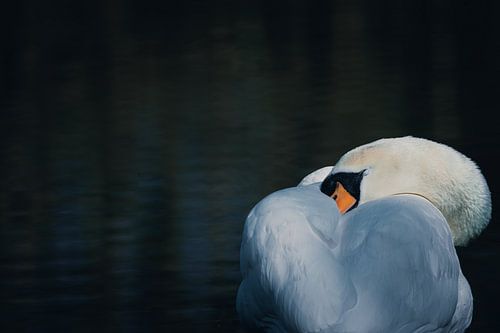 Le cygne endormi