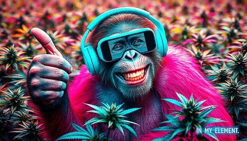 Aap - duimen omhoog, koptelefoon & IN MY ELEMENT, chimpansees in het cannabisveld (3)