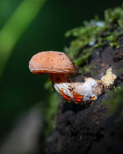 Zalmzwam in het Amsterdamse Bos