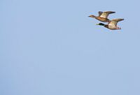 Ducks II
