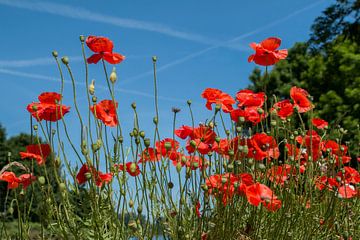 Klaprozen rood blauwe lucht papaver van shoott photography