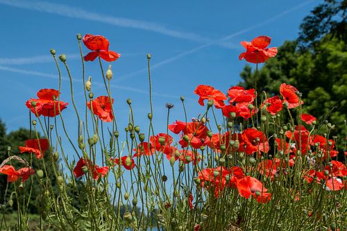 Klaprozen rood blauwe lucht papaver