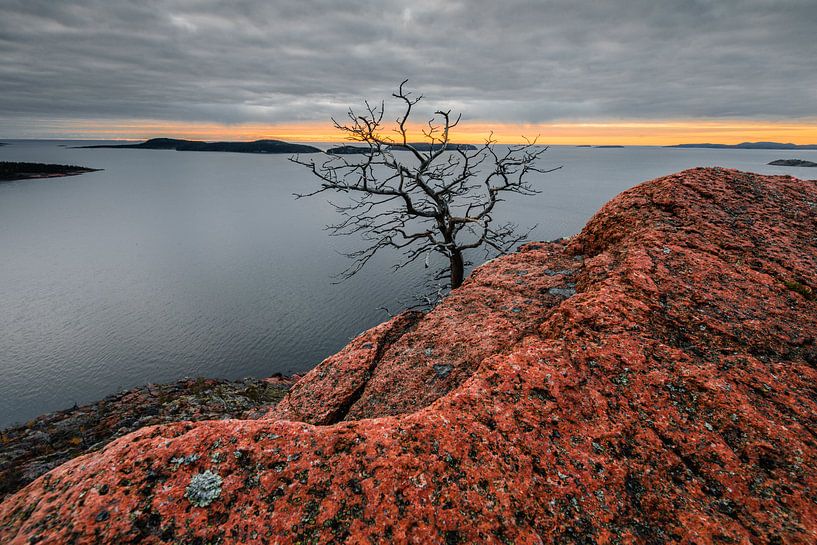 Abandoned tree on red rocks by Martijn Smeets