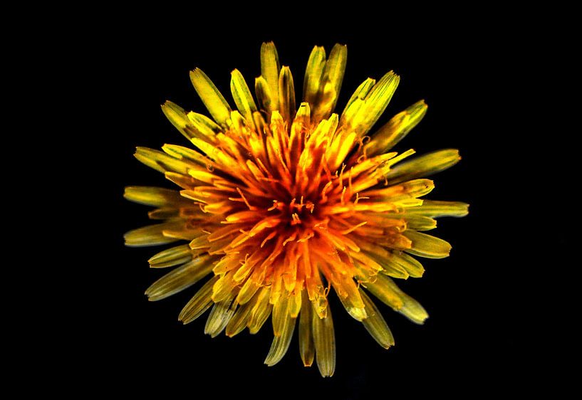 Yellow Flower von Deichhorst-Fotografie