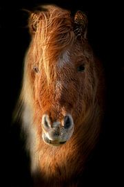 Poney, Poney Shetland, portrait.