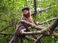 Aapje in Monkey Sanctury