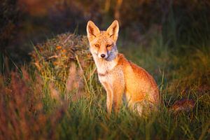 red fox sur Pim Leijen