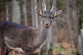 Nieuwsgierig jong hertje van Sonja de Vlaming