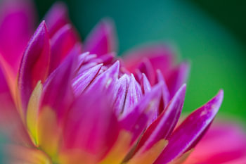 Dahlia Dream