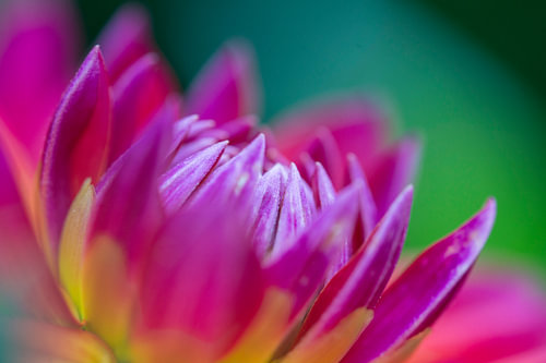 Dahlia Dream