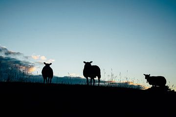 Silhouette of sheep at sunrise by Suzanne Spijkers