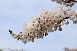 Cherry blossom Sakura by Corine Dekker