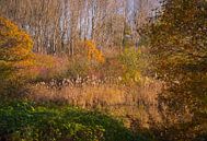 Een oever vol herfstkleuren van FotoGraaG Hanneke thumbnail
