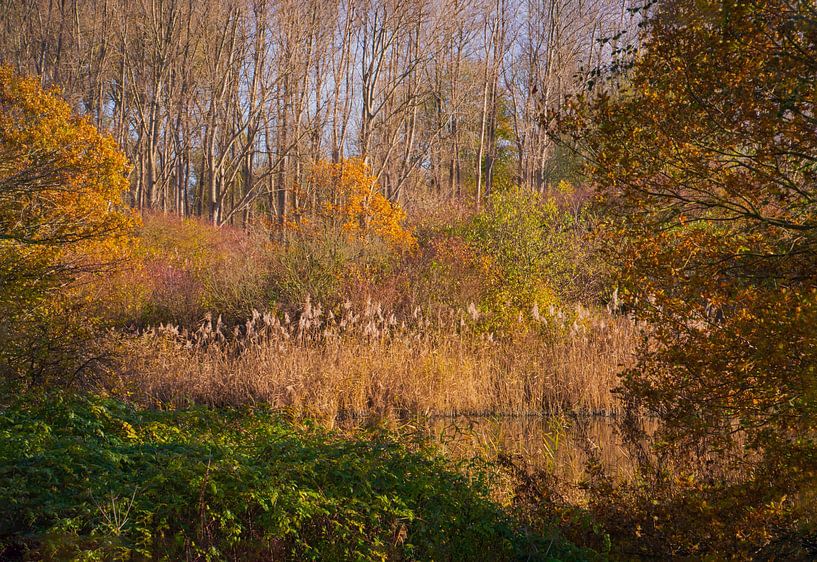 Een oever vol herfstkleuren van FotoGraaG Hanneke
