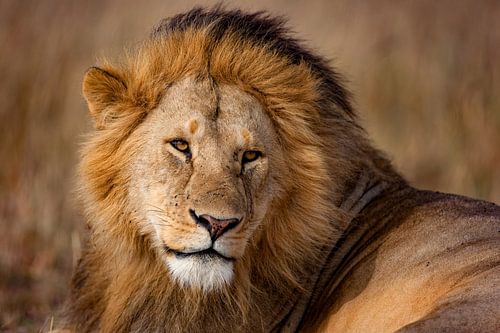 Mooie leeuwenman