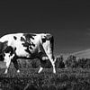 Koe in zwart wit by Leo Langen