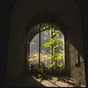 Nature is everywhere (light falling through an old window, illuminating both the plants inside and outside) by Birgitte Bergman