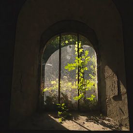 Nature is everywhere (licht dat door een oude ruit valt en zowel de planten binnen als buiten verlicht) van Birgitte Bergman
