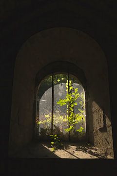 Nature is everywhere (licht dat door een oude ruit valt en zowel de planten binnen als buiten verlicht) van Birgitte Bergman