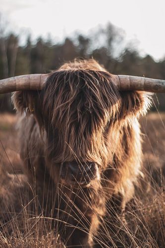 Scottish Highlander