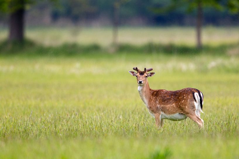 Damherten (Dama dama) van Dirk Rüter