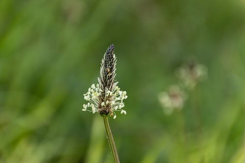 Ordinary can be very beautiful.