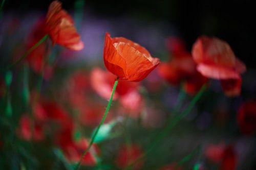 Le coquelicot en violet
