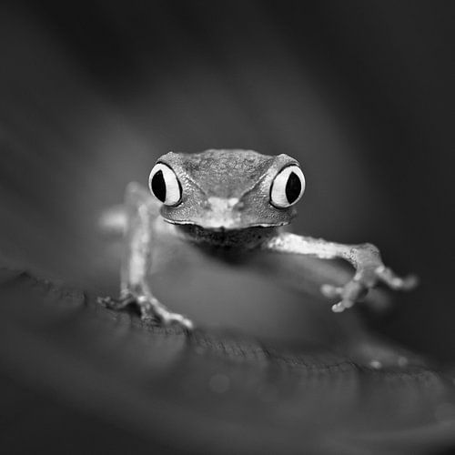White lined leaf frog