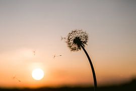 coucher de soleil aux pays-bas avec de belles teintes pastel