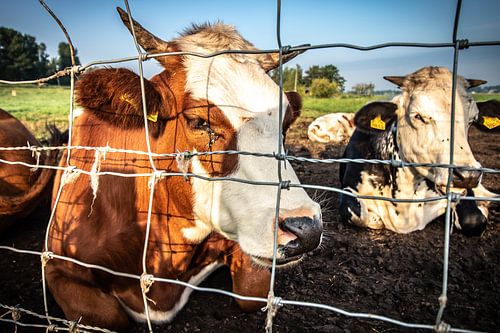 Pinken Koeien Nederland