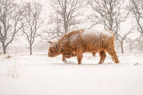 Schotse Hooglander in de sneeuw.