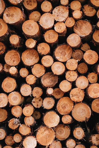 Stapel boomstammen in het bos in Austerlitz | Nederland van Expeditie Aardbol