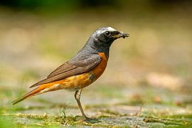 Rouge-gorge à collier sur Harry Punter