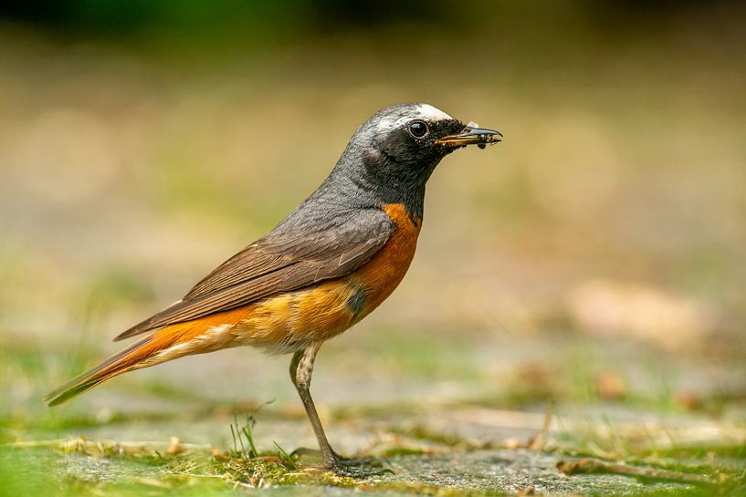 Collared redstart by Harry Punter