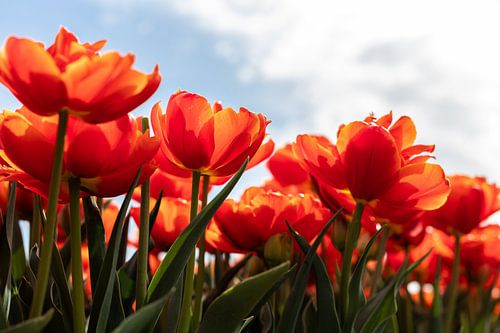 Orange yellow tulips in the field by Elly Damen