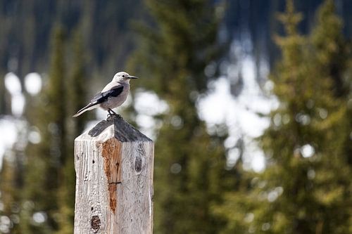 Clark's Nutcracker