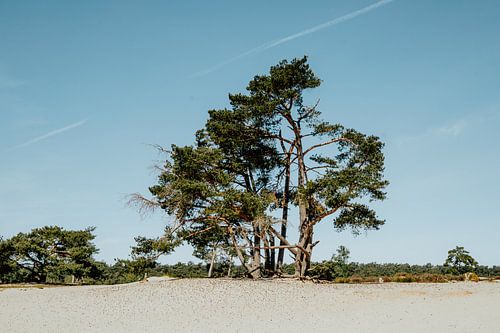 Soester Duinen op de Utrechtse Heuvelrug | Utrecht, Nederland