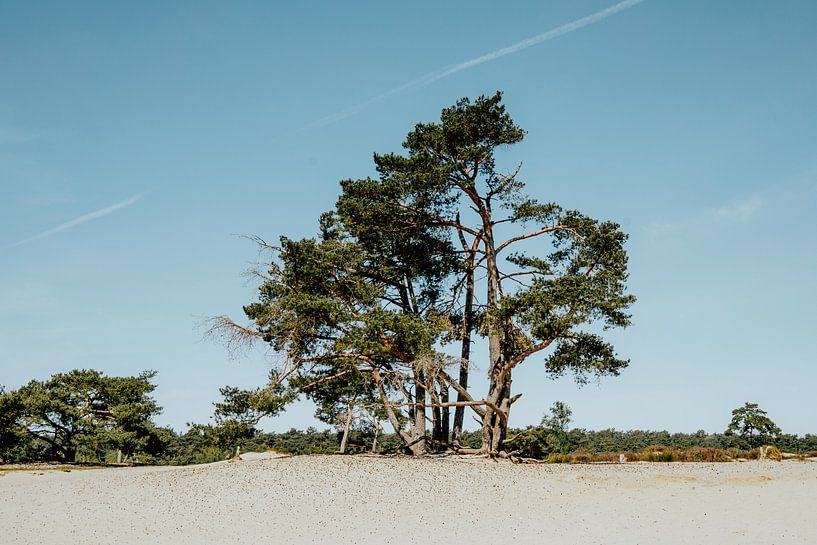 Soester Duinen op de Utrechtse Heuvelrug | Utrecht, Nederland van Expeditie Aardbol