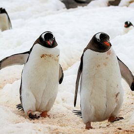 Der Eselspinguin von Alain Gaymard