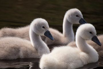 Swan Chick Close-Up: Adorable Photo of Three Swimming Cygnets by Martijn Schrijver