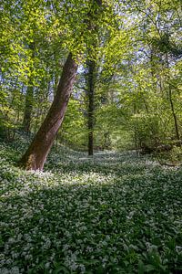 Ruisseau Badger dans le Savelsbos