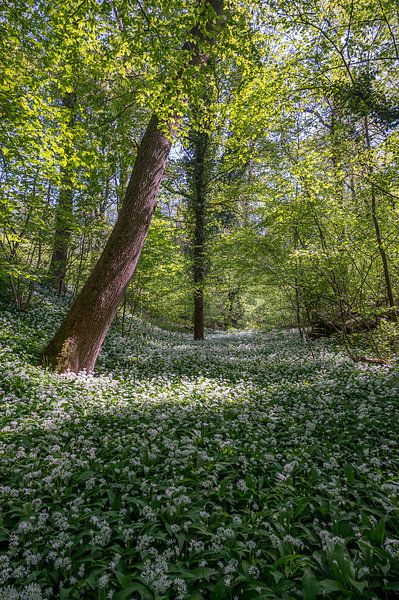 Badger creek in the Savels forest by John van de Gazelle fotografie