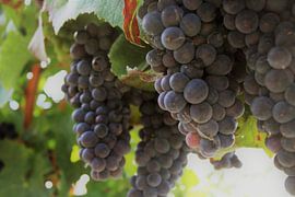 Grapes by Marielle van Dijk