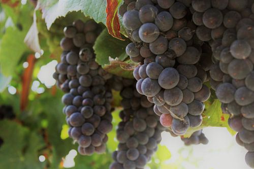 Weintrauben