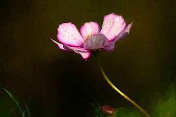 Stillleben einer Blume. Der Kosmos von Carla van Zomeren