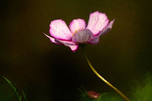 Une nature morte d'une fleur. Le Cosmos