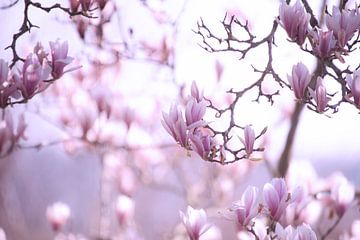 Delicate spring magnolia blossom