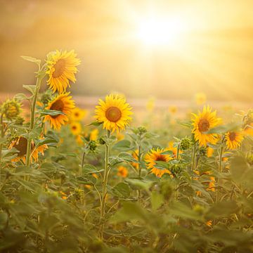 Zonnebloemen van Thomas Heitz