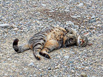 Rolly Cat Rolling Around